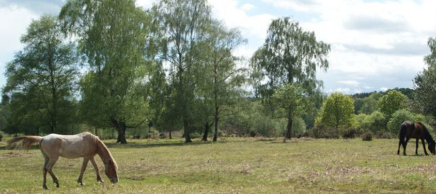 Copythorne House Clearance